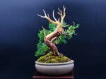 raphael-shohin-kishu-ref-juni-40
