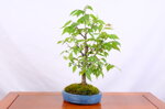 patrick-zelkova-en-balai-ref-zelk-10