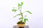 salvatore-ginkgo-biloba-moyogi-ref-gin-03