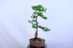 marie-christine-cypres-hinoki-moyogi-ref-hino-09
