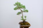 jacky-pin-blanc-du-japon-triple-tronc-ref-pin-28