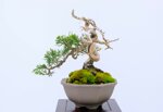jean-charles-shohin-itoigawa-ref-juni-41