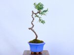 paul-cotoneaster-en-lettre-ref-coto-97
