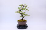 marie-louise-meleze-du-japon-moyogi-ref-lari-33