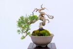 jean-charles-shohin-itoigawa-ref-juni-41