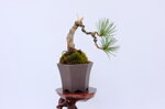 violette-mini-pin-blanc-negishi-ref-pin-53-violette