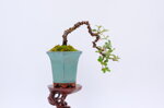 adele-cotoneaster-en-cascade-ref-coto-80