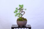 nathalia-pin-sylvestre-moyogi-ref-pin-57