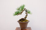 dannie-pin-blanc-du-japon-ref-pin-54