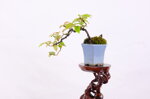edgar-pseudocydonia-cascade-ref-pseu-15