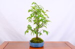 patrick-zelkova-en-balai-ref-zelk-10