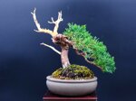 raphael-shohin-kishu-ref-juni-40