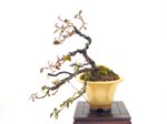 norbert-cotoneaster-en-cascade-ref-coto-75