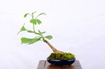 denver-ginko-biloba-shakan-ref-gin-01