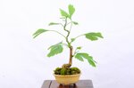 salvatore-ginkgo-biloba-moyogi-ref-gin-03