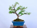 lara-cotoneaster-sous-le-vent-ref-coto-99