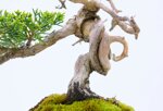 jean-charles-shohin-itoigawa-ref-juni-41