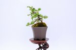 salome-meleze-du-japon-demi-cascade-ref-lari-41