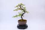 marie-louise-meleze-du-japon-moyogi-ref-lari-33