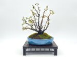viviane-cotoneaster-foret-ref-coto-74