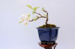 edwina-mini-pommier-a-fleurs-ref-malu-17