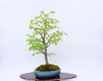 gwendoline-zelkova-en-balai-ref-zelk-09