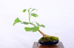denver-ginko-biloba-shakan-ref-gin-01