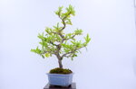 olivier-pyracantha-moyogi-ref-pyra-05