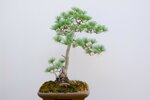 jacky-pin-blanc-du-japon-triple-tronc-ref-pin-28