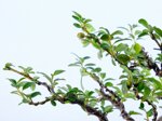 lara-cotoneaster-sous-le-vent-ref-coto-99