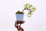 edgar-pseudocydonia-cascade-ref-pseu-15