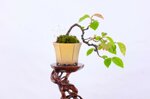 daphne-pseudocydonia-cascade-ref-pseu-14