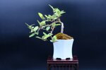 pauline-eleagnus-demi-cascade-ref-elea-26