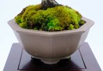 jean-charles-shohin-itoigawa-ref-juni-41