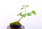 denver-ginko-biloba-shakan-ref-gin-01