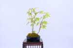 mona-cepee-derables-ref-acer-47