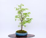 gwendoline-zelkova-en-balai-ref-zelk-09