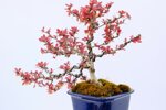 valentine-berberis-han-kengai-ref-berb-01