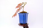 hugo-erable-du-japon-cascade-ref-acer-36
