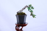 boris-mini-cotoneaster-cascade-ref-coto-89