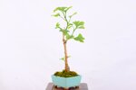 benoit-ginkgo-biloba-moyogi-ref-gin-05