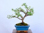 lara-cotoneaster-sous-le-vent-ref-coto-99