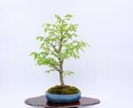 gwendoline-zelkova-en-balai-ref-zelk-09