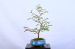 maxime-eleagnus-moyogi-ref-elea-41