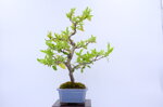 olivier-pyracantha-moyogi-ref-pyra-05