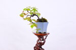edgar-pseudocydonia-cascade-ref-pseu-15