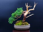 raphael-shohin-kishu-ref-juni-40
