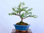 lara-cotoneaster-sous-le-vent-ref-coto-99