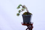boris-mini-cotoneaster-cascade-ref-coto-89