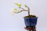 edwina-mini-pommier-a-fleurs-ref-malu-17